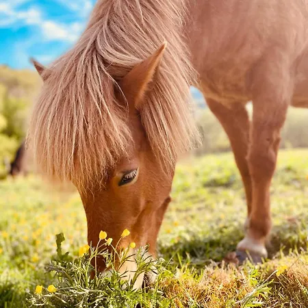 Tiny House Elsass - Natur, Ruhe & Erholung Casa de Férias